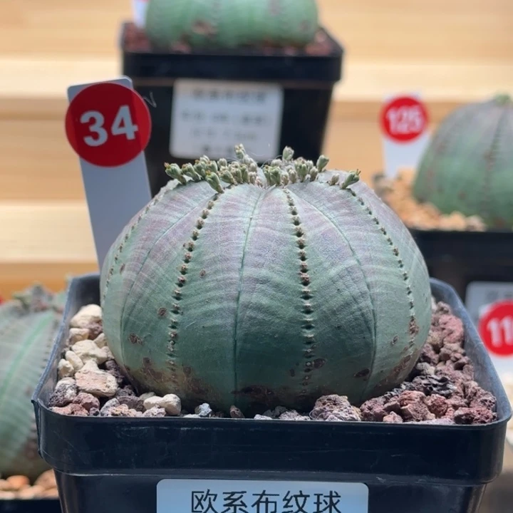 34号（欧系布纹八年老球）实生带盆（尺寸直径）-（ 7 ）厘米