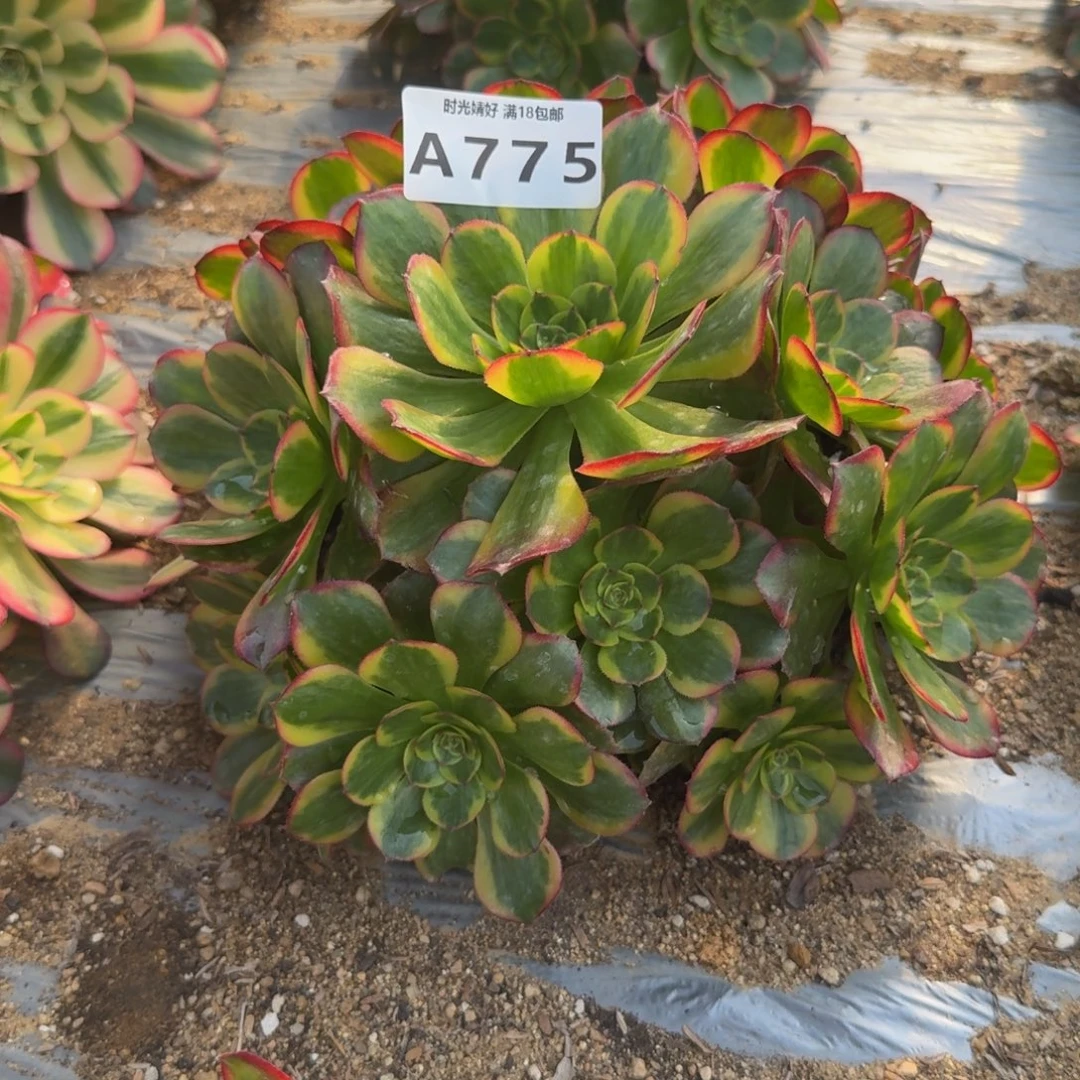 775火狐。多肉植物