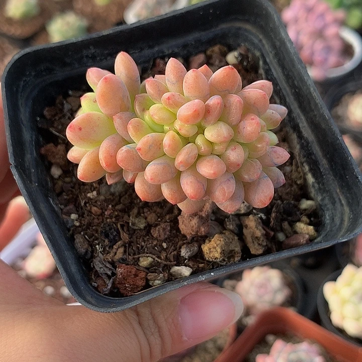 精控香格里拉缀化