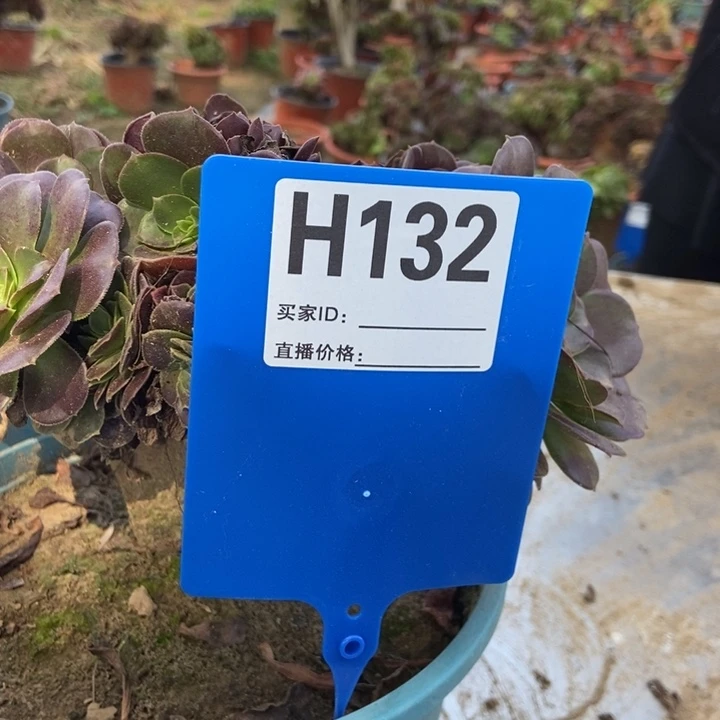 小***姐H132欧紫欧紫欧紫