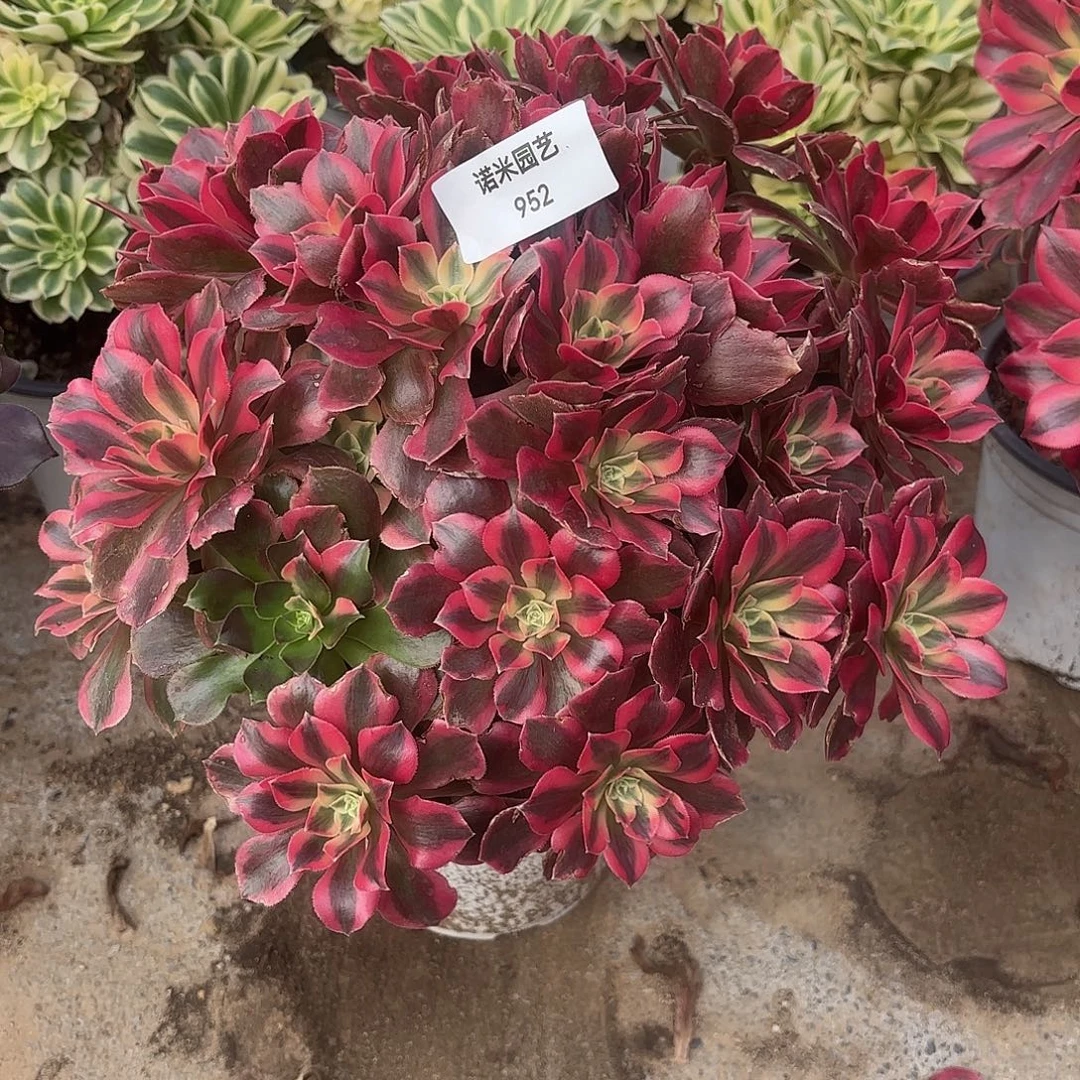 女妖多头多肉植物952