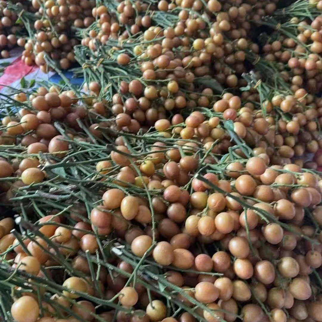 黄皮果 新鲜水果