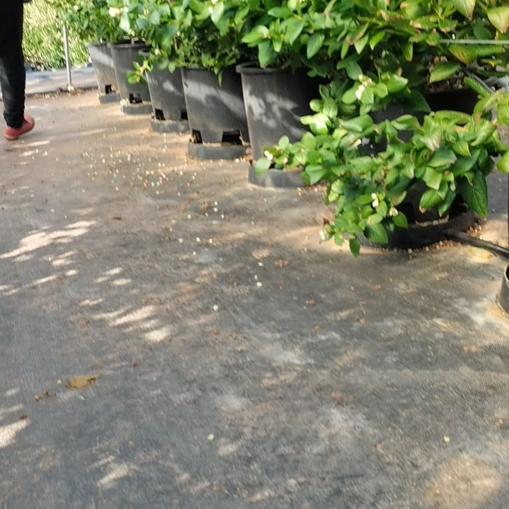 花香蓝莓正宗抚仙湖花香蓝莓L25品种