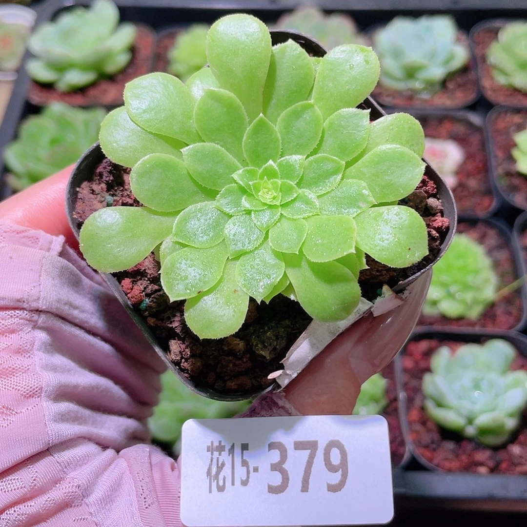 花利美15-379翡翠冰法师