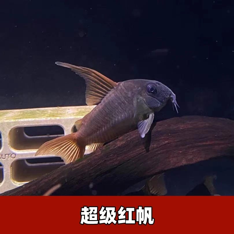 【直播专用】超级红帆鼠