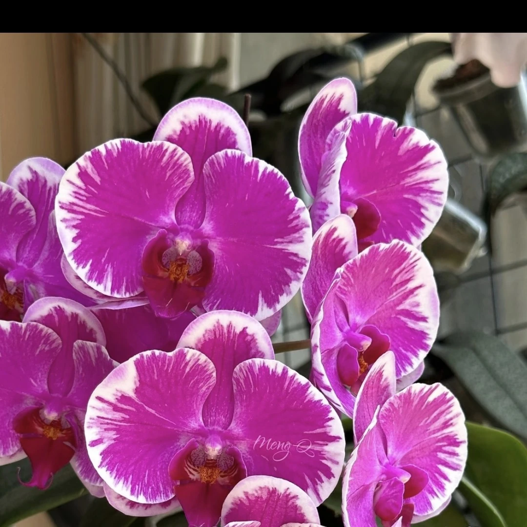【宾友之光】蝴蝶兰花苗3.5寸