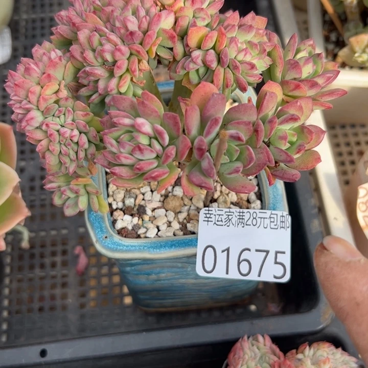 幸运儿是一位非常优秀且