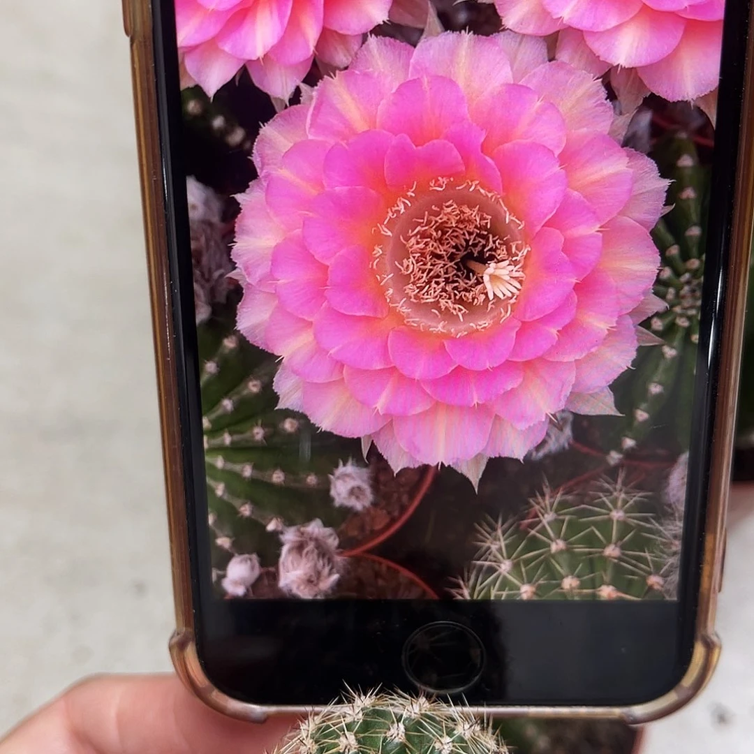 彩草重花侧芽3公分左右