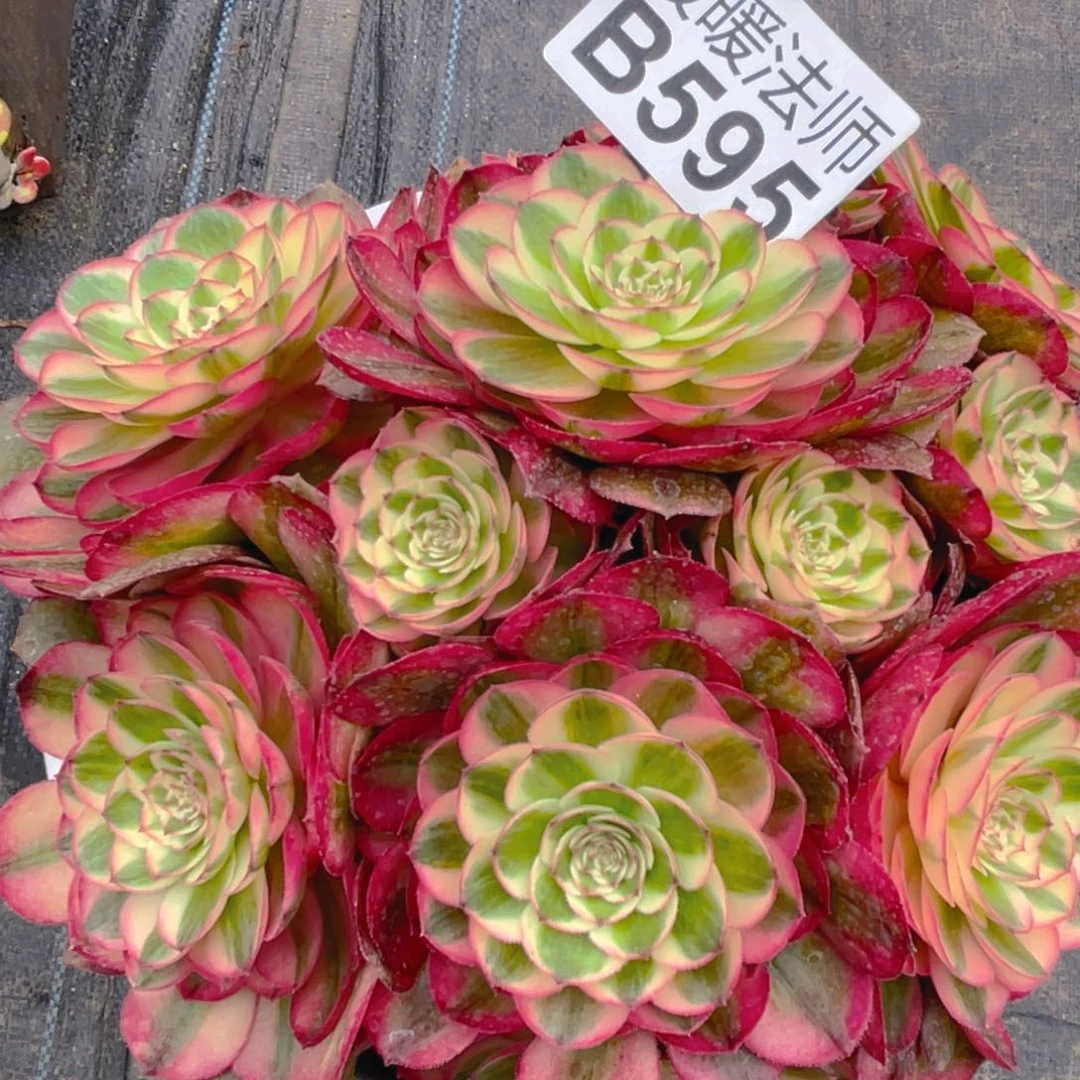 紫砂茶杯B595–荔枝138福利福利