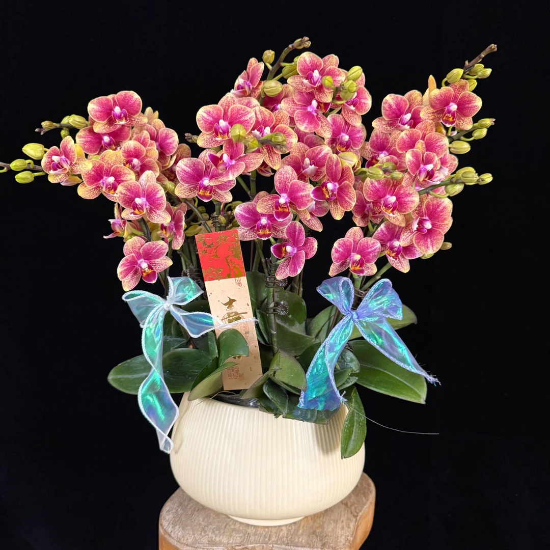 【金蝶】张灯结彩喜庆色蜡质花蝴蝶兰盆栽 耐开耐摆 室内花花