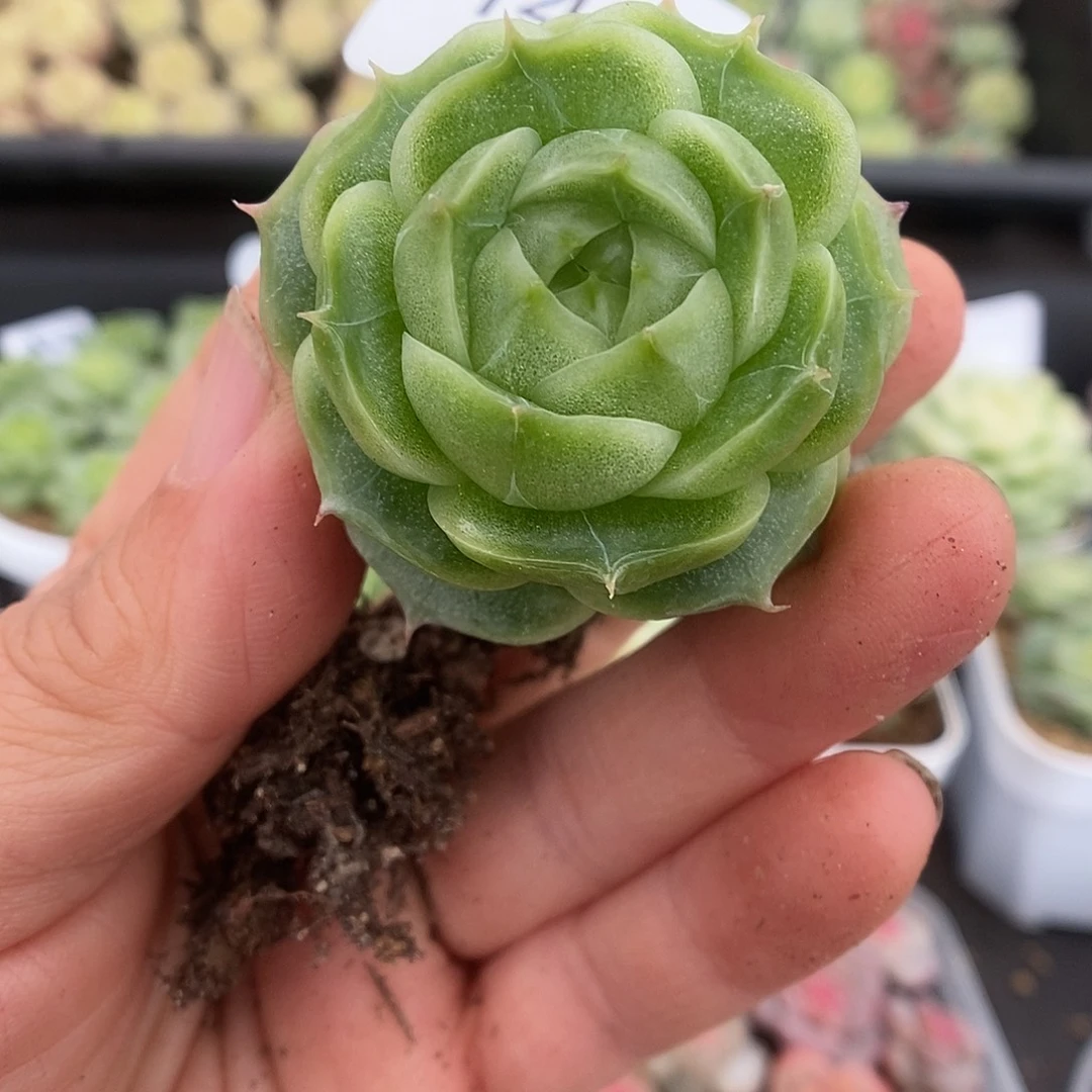 一物一拍一物一拍925-143