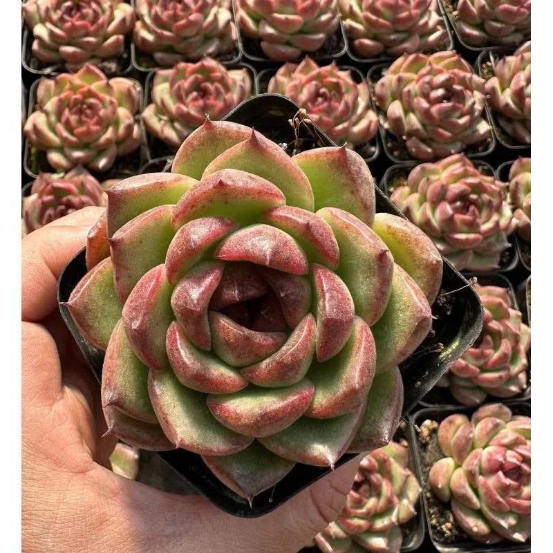 7#黑魔仙多肉植物    前男友精品多肉SM509