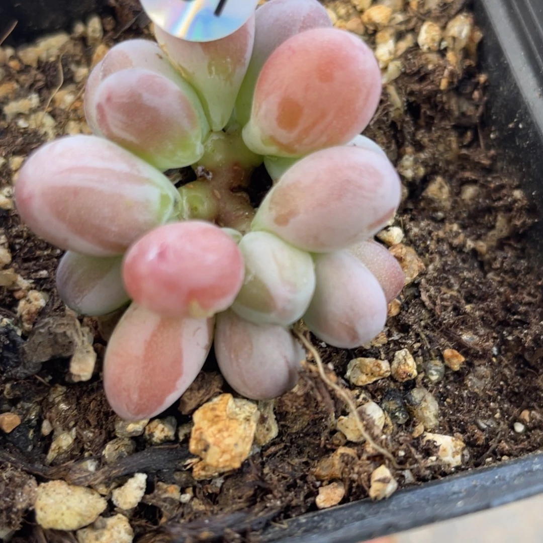 西瓜奶酪多肉植物