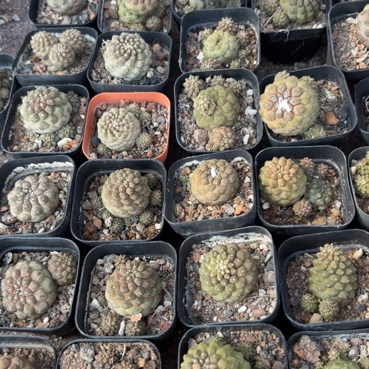蜥蜴皮好养皮实好活