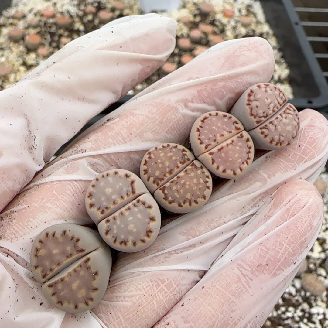 11.5爱萌多肉4年Ken饼干福利场8012