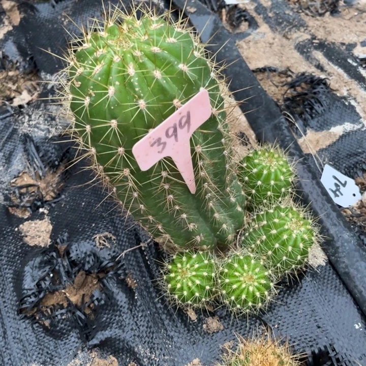 花***痴清清704不包掉侧芽399