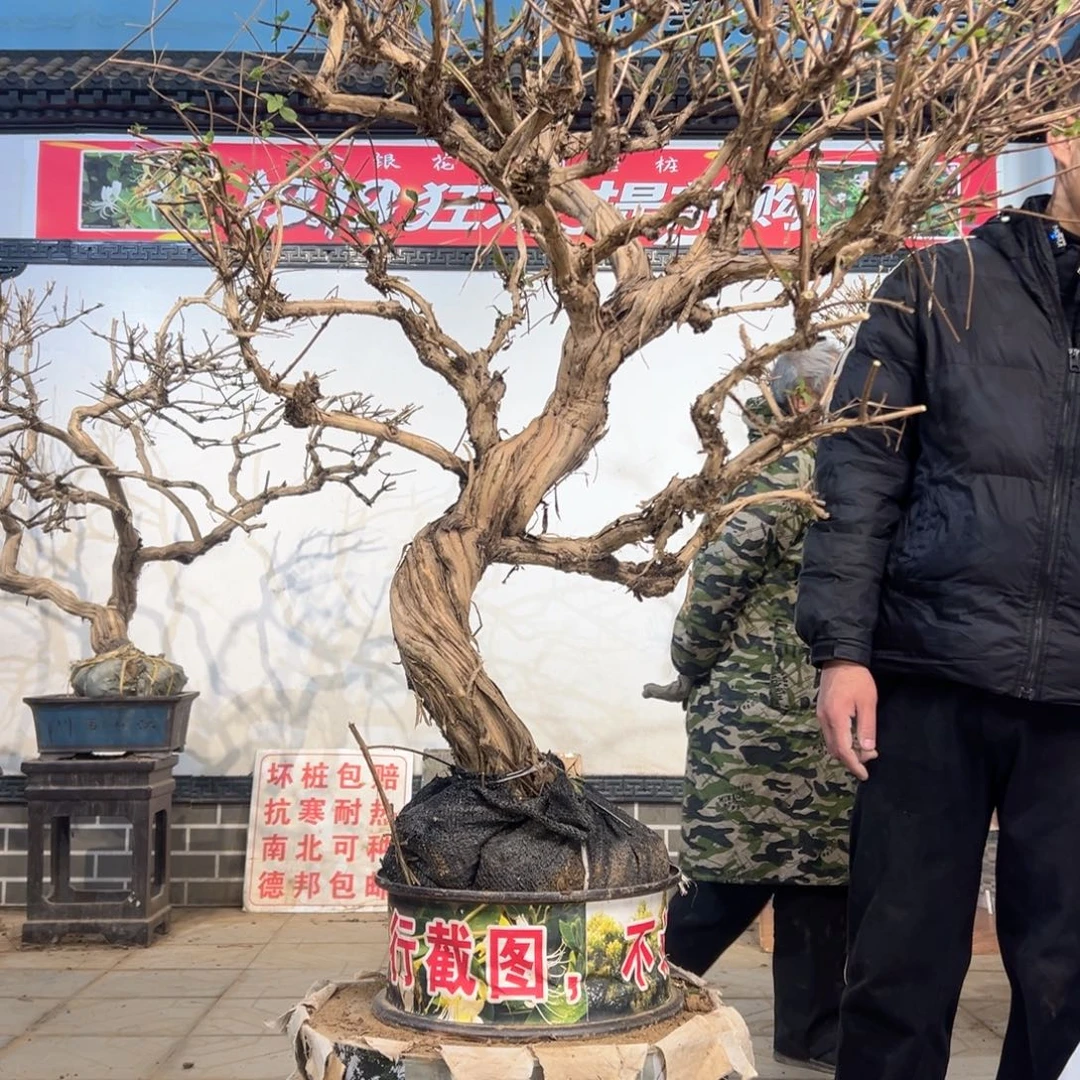 无花朵金银花开花2886552