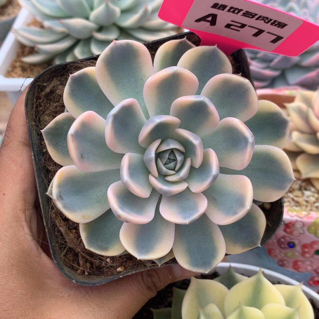 277汉堡锦锦锦锦锦锦锦