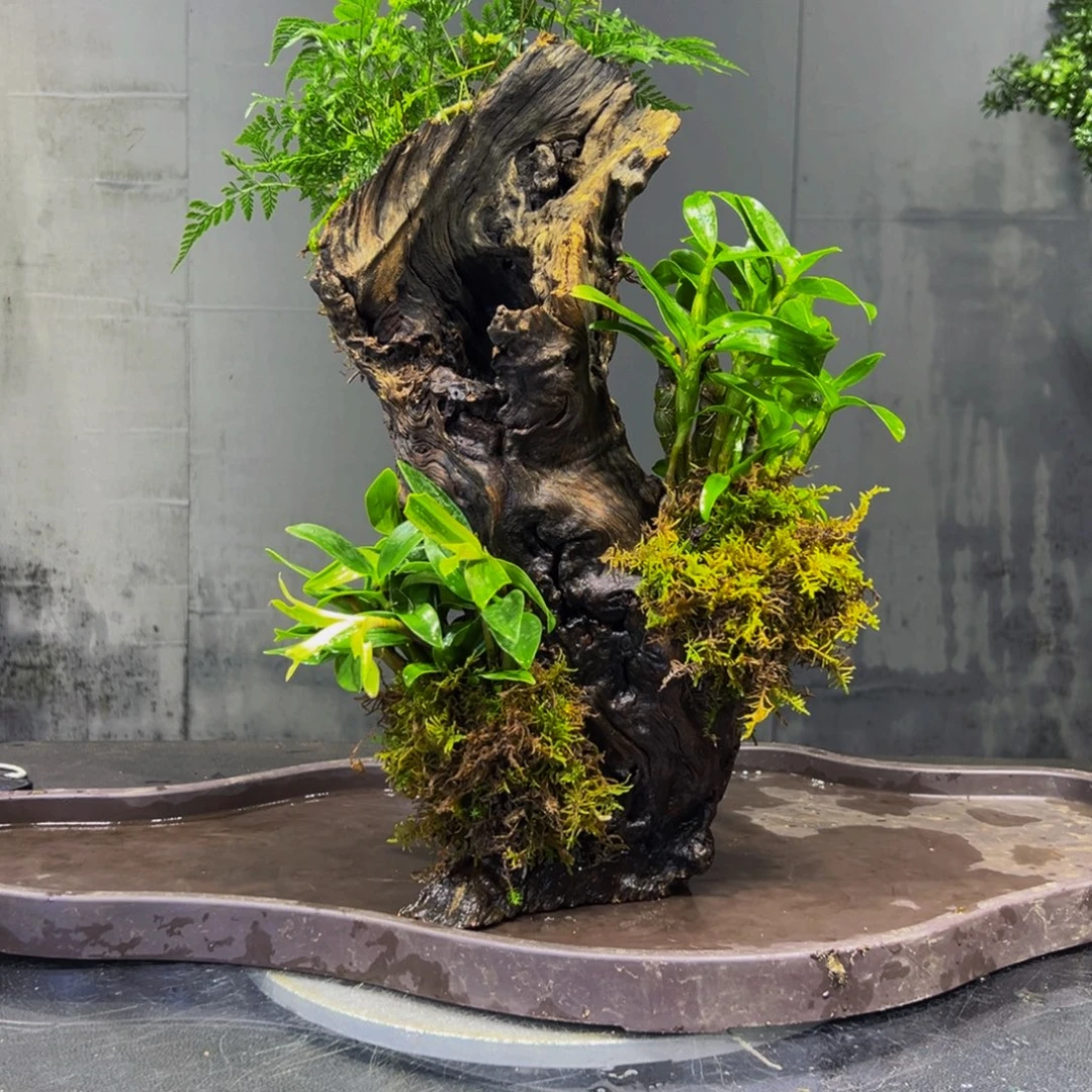 三***物无花朵58648855505