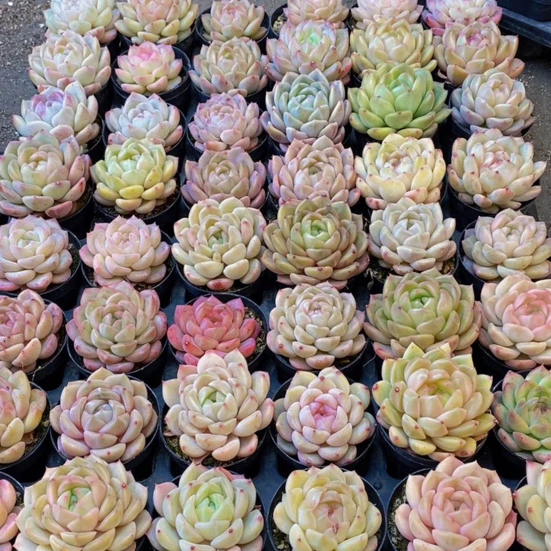 Y*377的人在一起了，我是