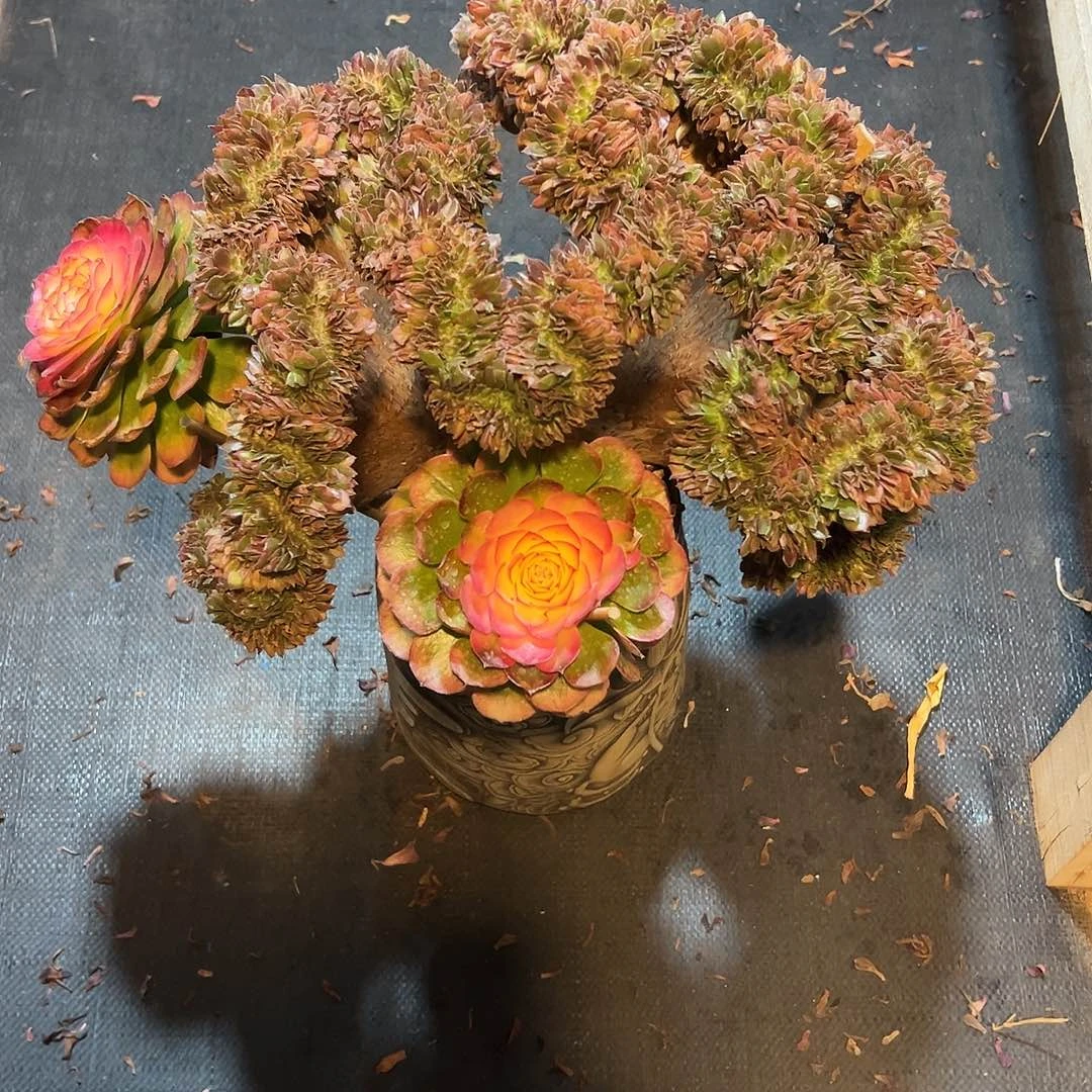 天***6荔枝整版老桩厚板寄养