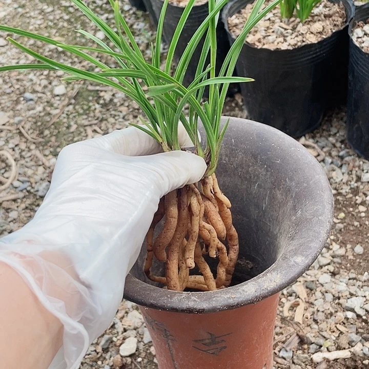 当前无花栽培后可以开花跟****吃