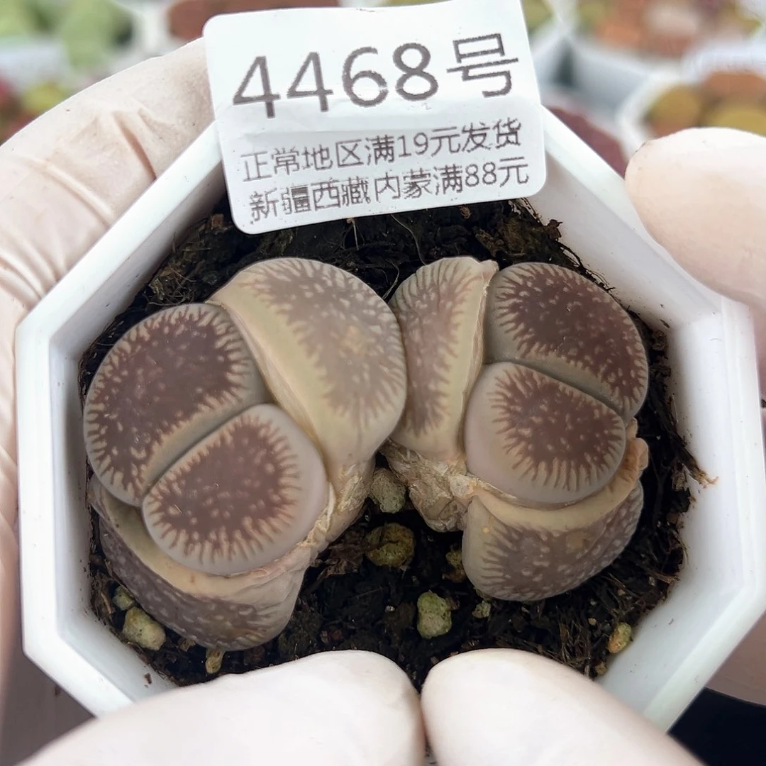 好养易活生石花大母本4468
