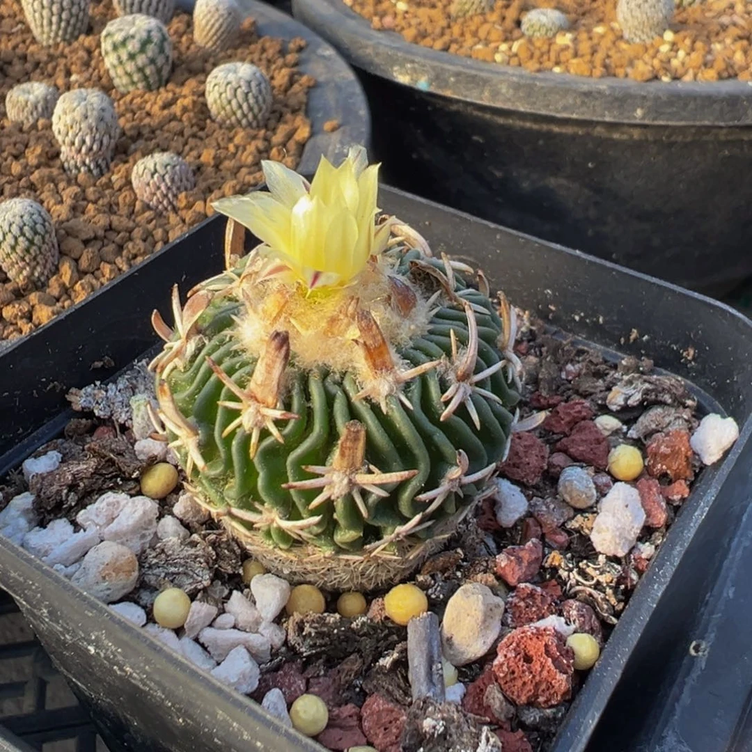 111实生根短豪刺割刺太刀岚多肉植物带盆土