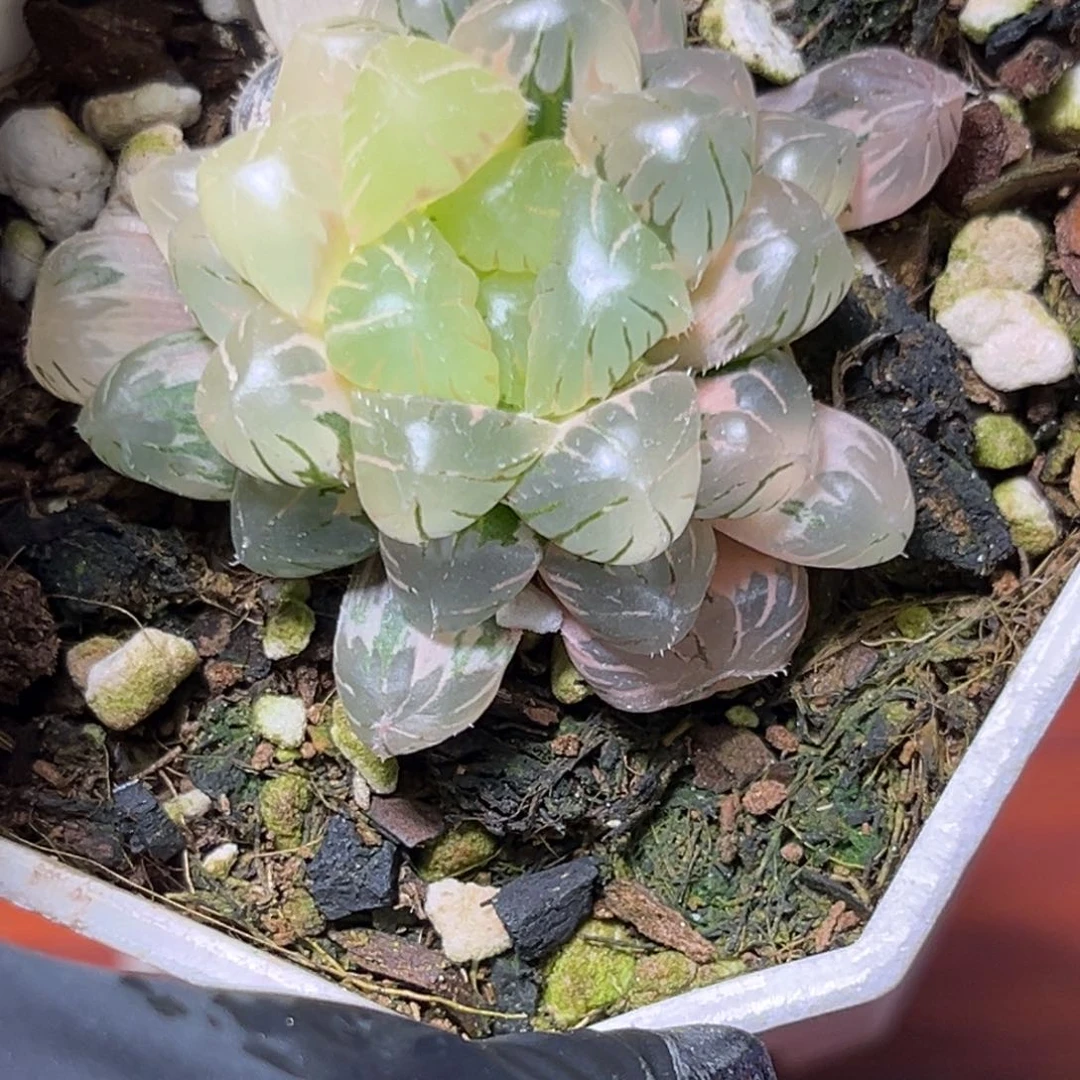 恭喜发财大吉大利749