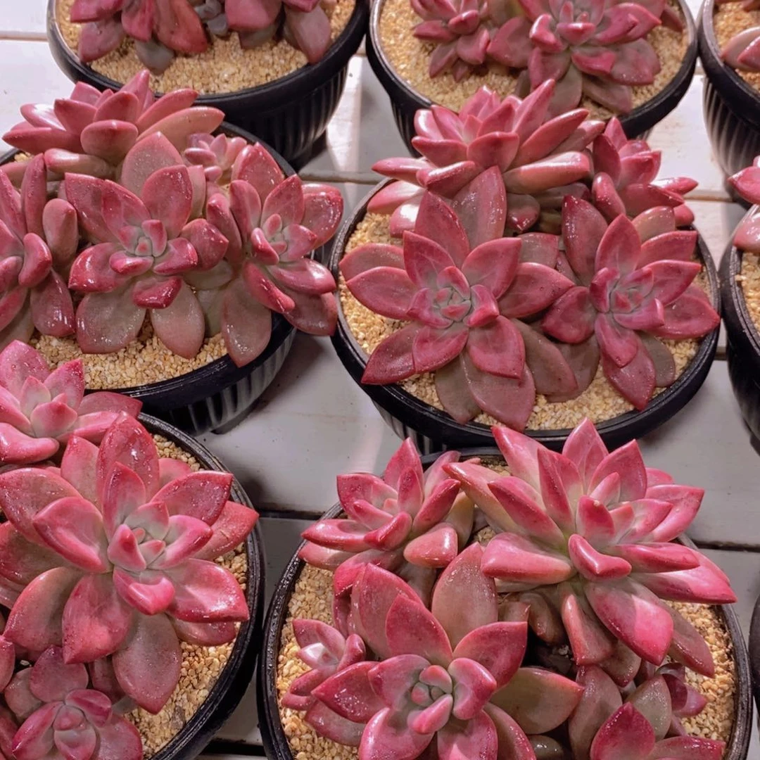 量拍28号 母本精品赫菲大群一个 默认有砍