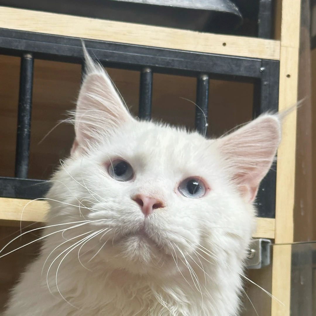 来了姊妹-纯白蓝眼缅因-弟弟-21