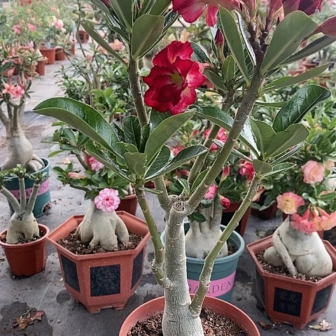 【闪购商品】无花朵J****笑绿植