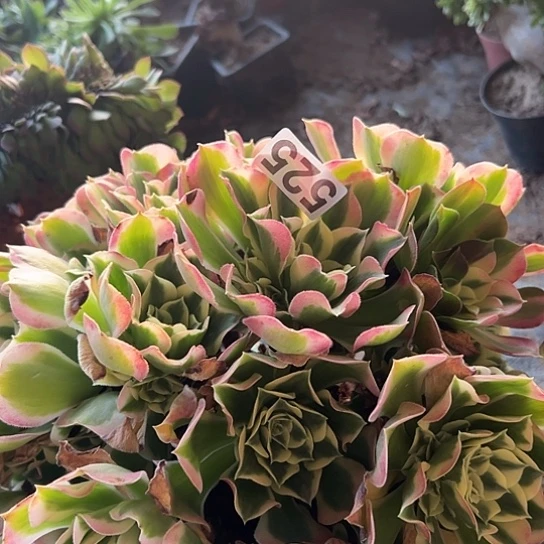 蓝***薇多肉植物 一个粉玲珑525