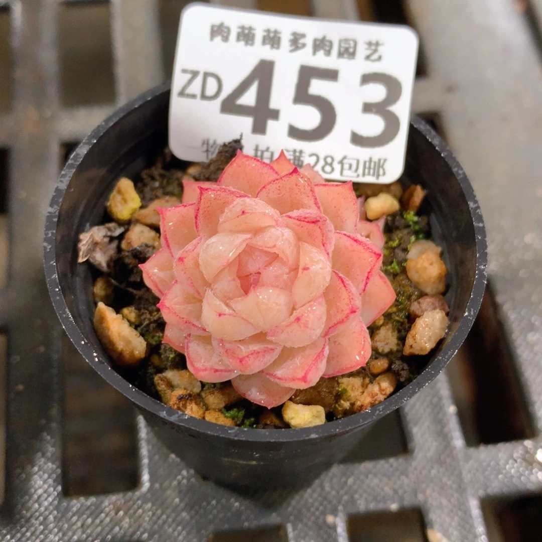 肉萌萌拇指盆精控多肉ZD453