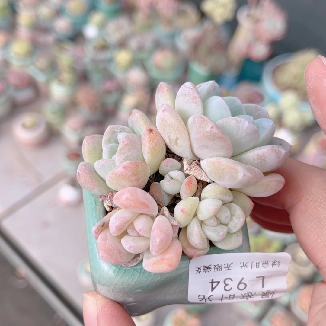 934 冰玉 带陶瓷盆发货 一物一拍
