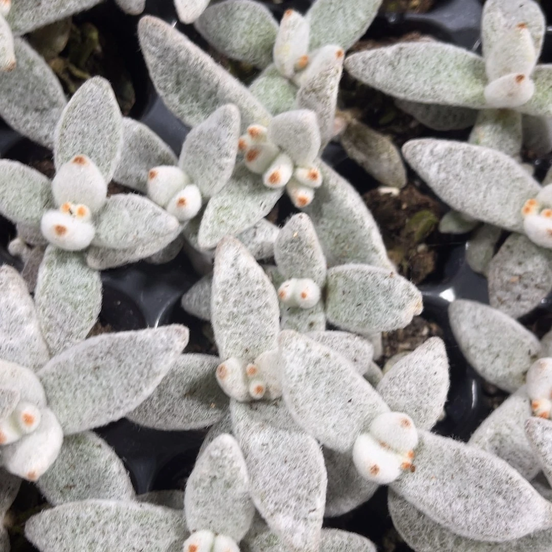 精品兔耳朵多肉植物