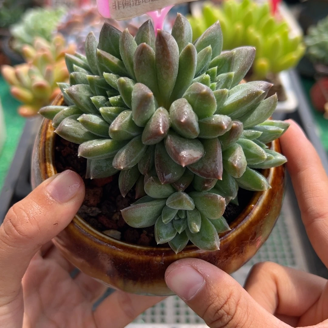 表妹精品多肉植物6247.