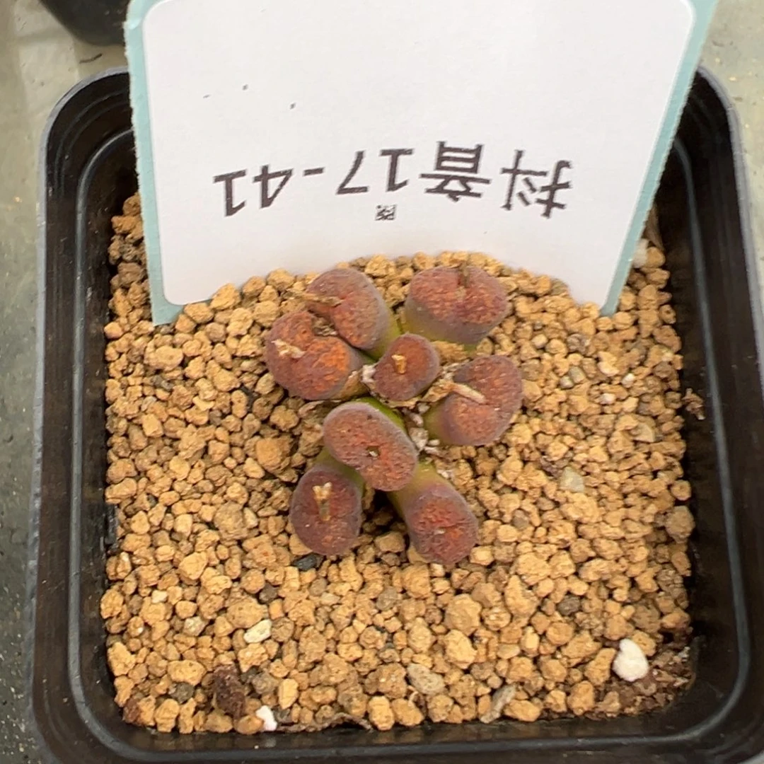 遗***〕17-41肉锥多肉植物