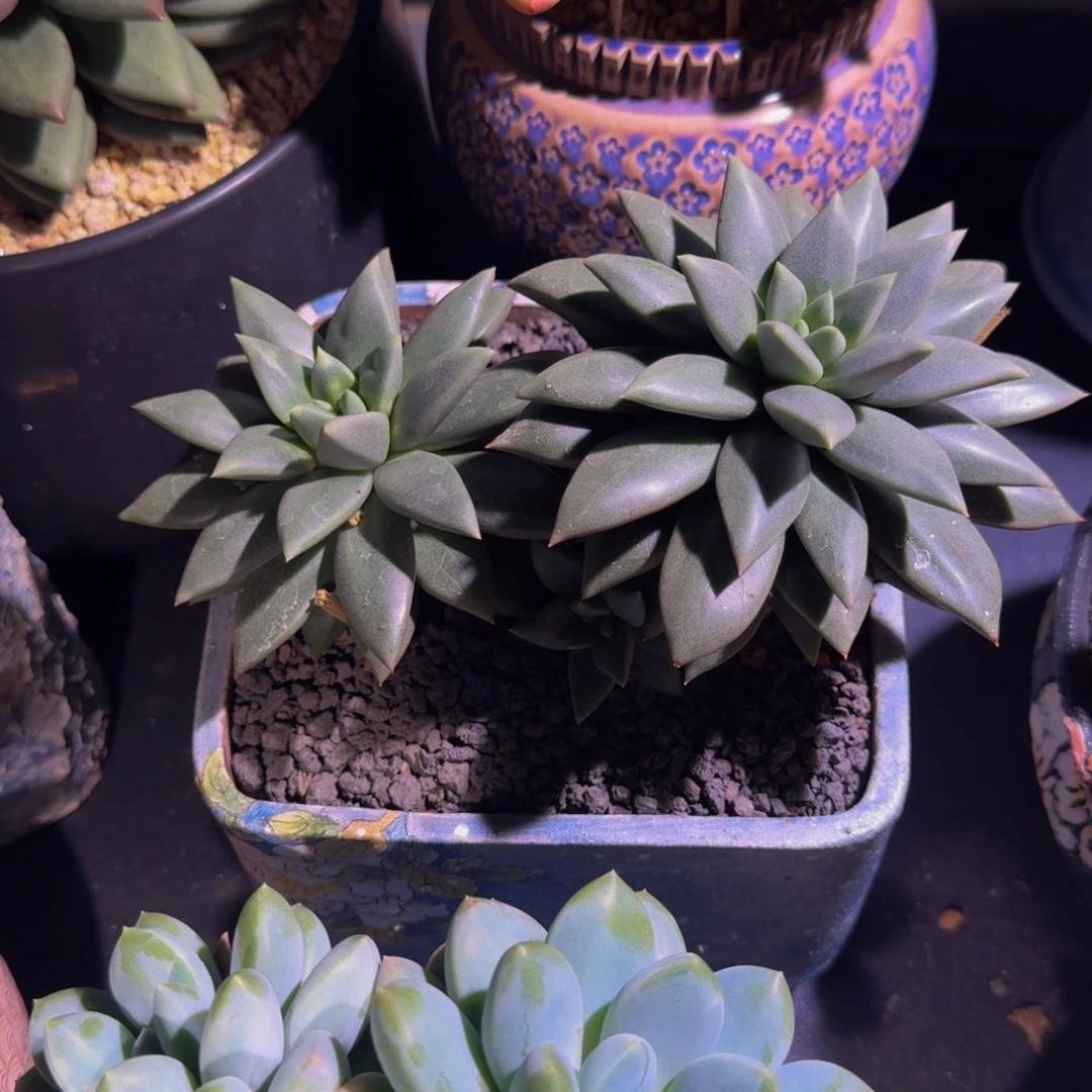 狼牙 双头 一物一拍