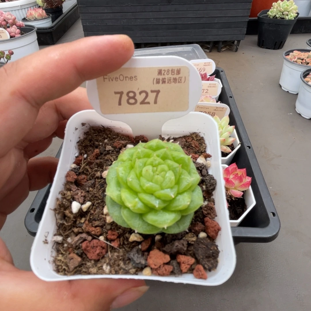 7827糖心类4.0厘米