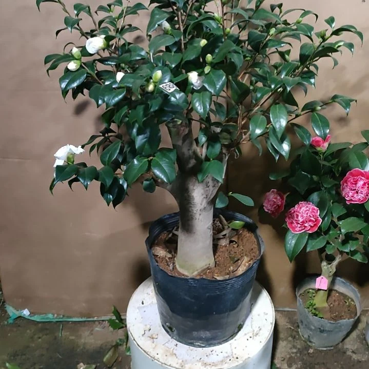 688三卜半，原盆原土发货，不包邮