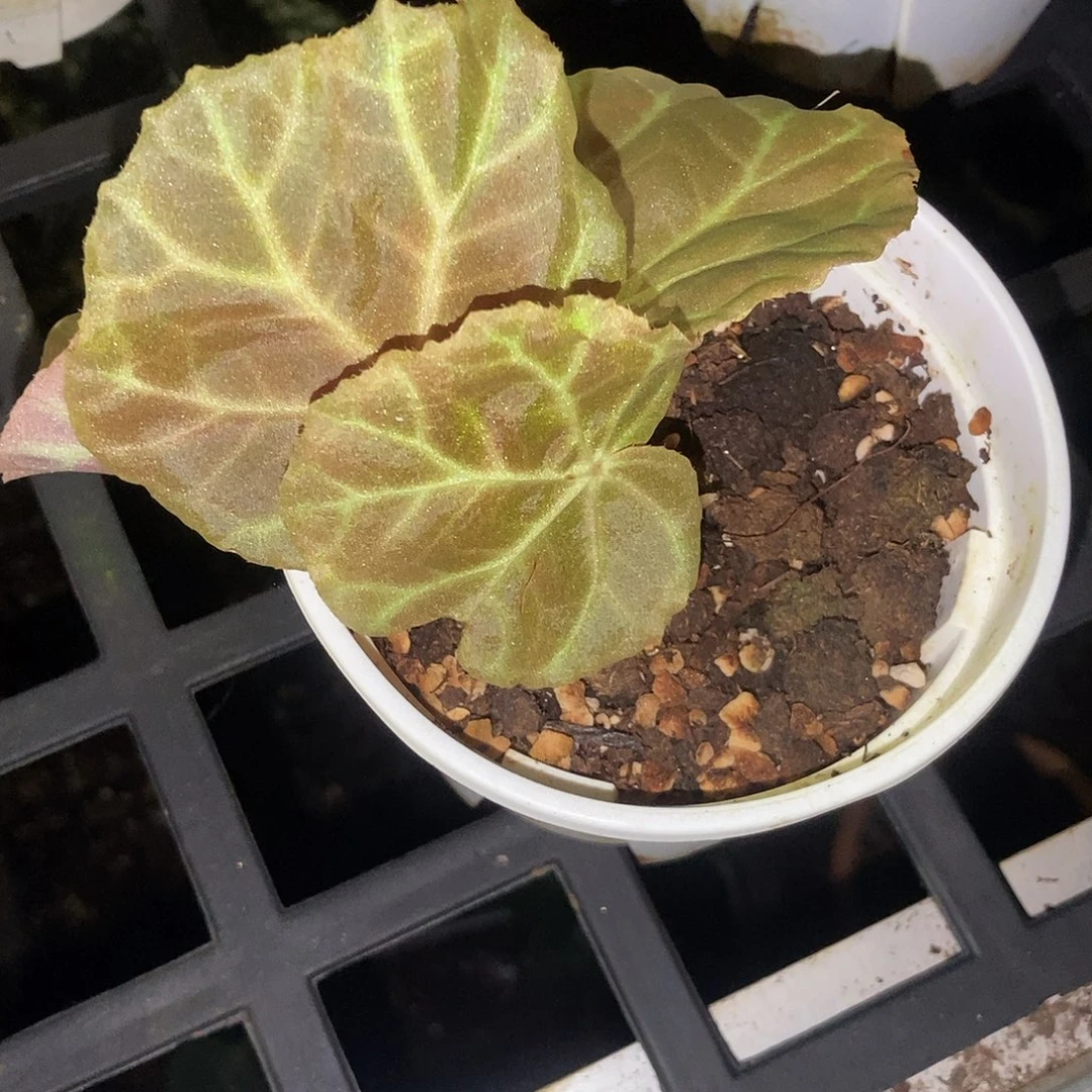 雷霆秋海棠一物一拍