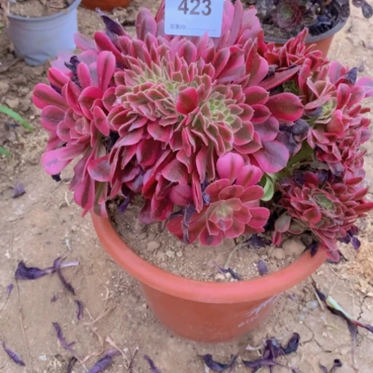 无花朵423多肉植物美杜莎坠化