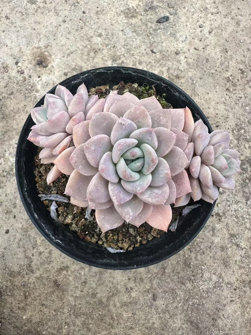 10#繁花多肉植物      前男友精品多肉