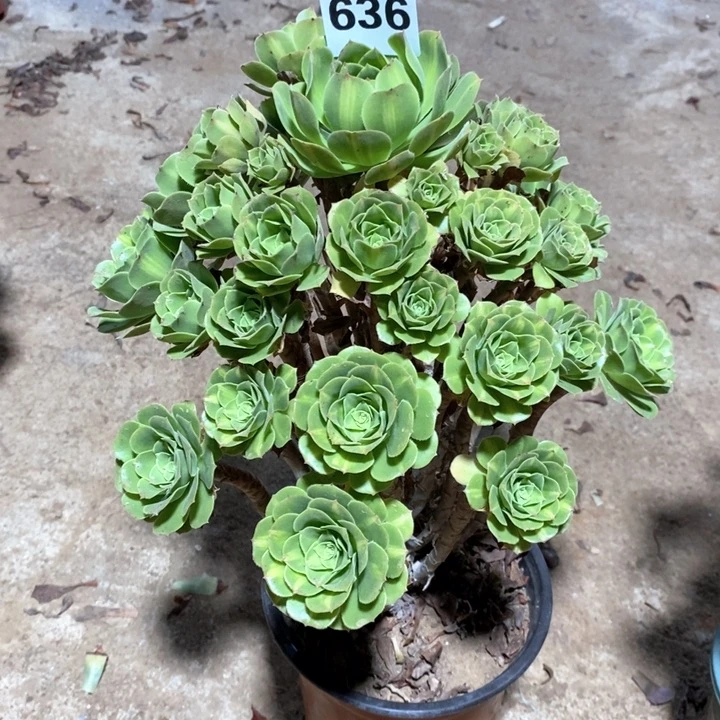 j****o法师植物一物一拍636