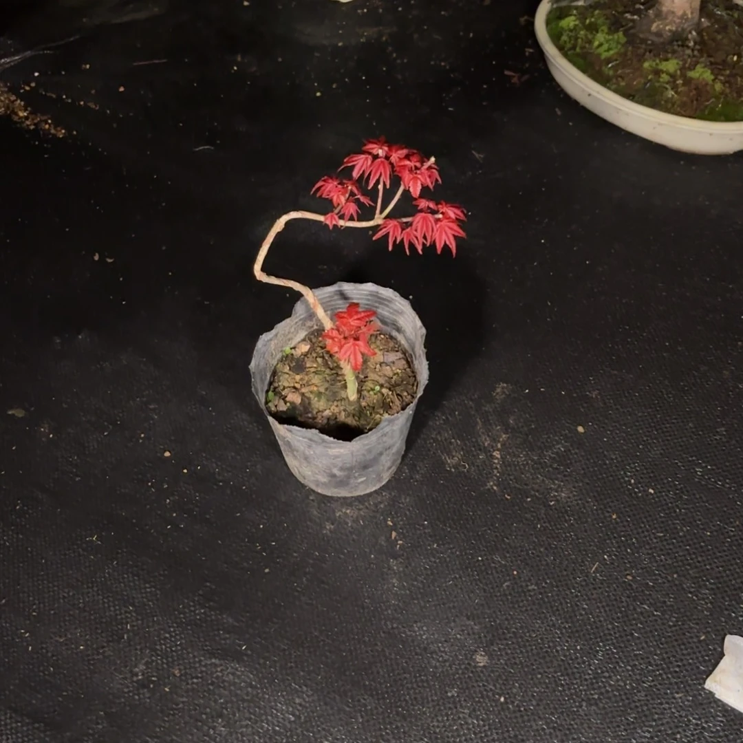 繁****蘼全场盆景出星星