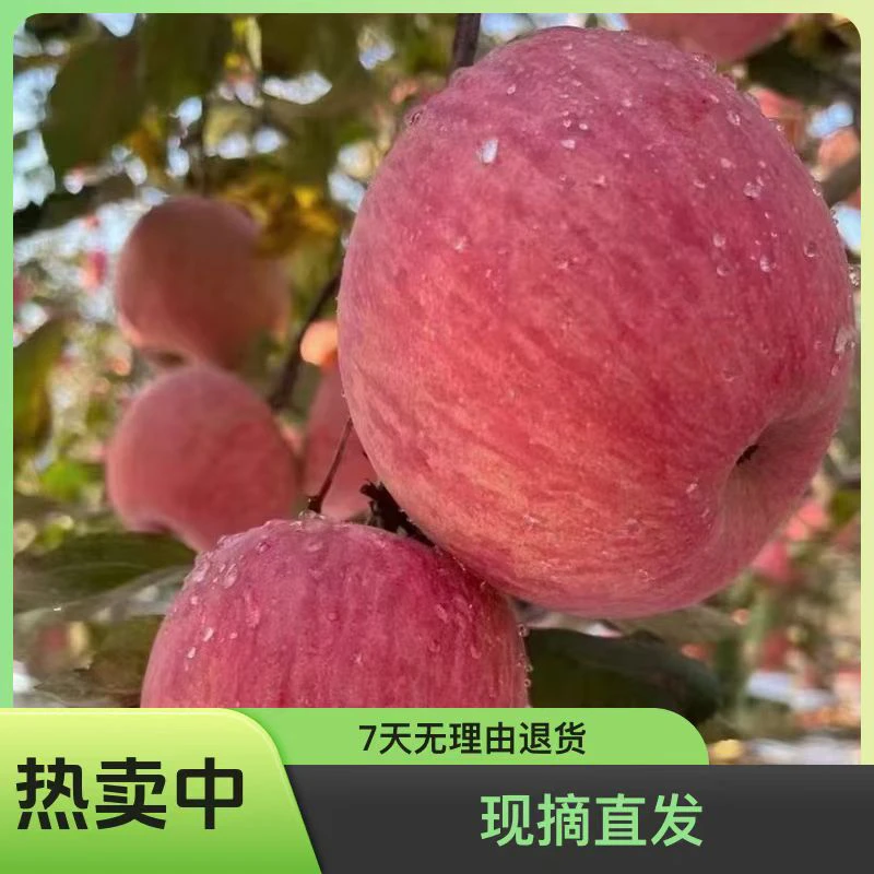 高原红富士苹果脆甜多汁产地直发