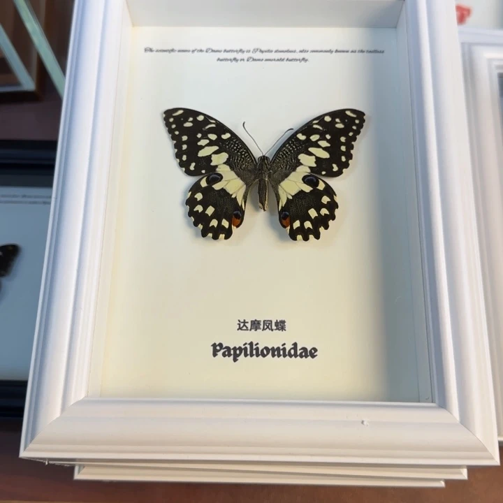 有机玻璃蝴蝶标本蝴蝶标本