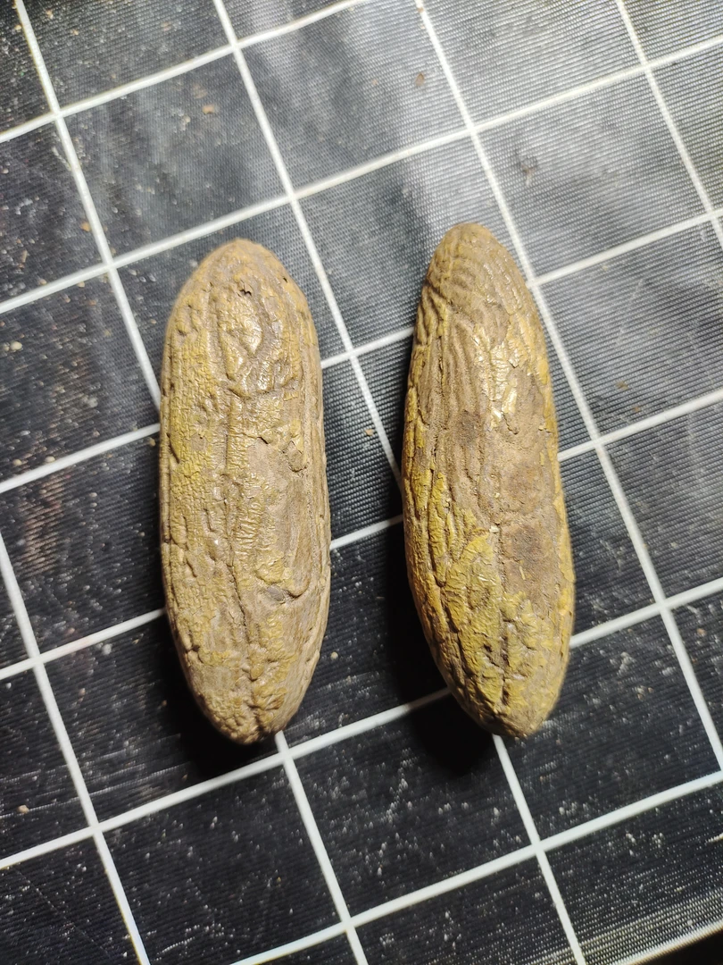 千眼菩提中大果果形正