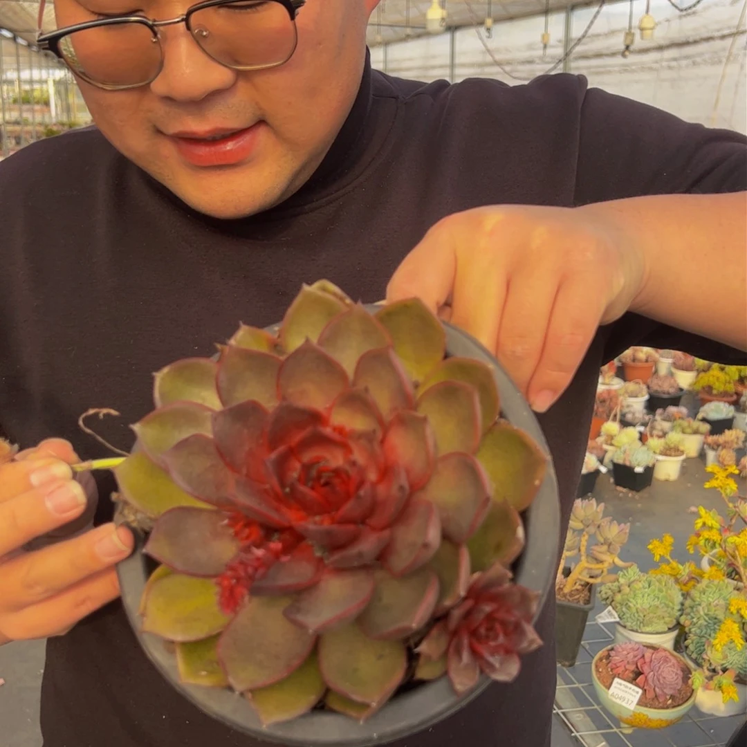 红玫瑰大盆多肉植物